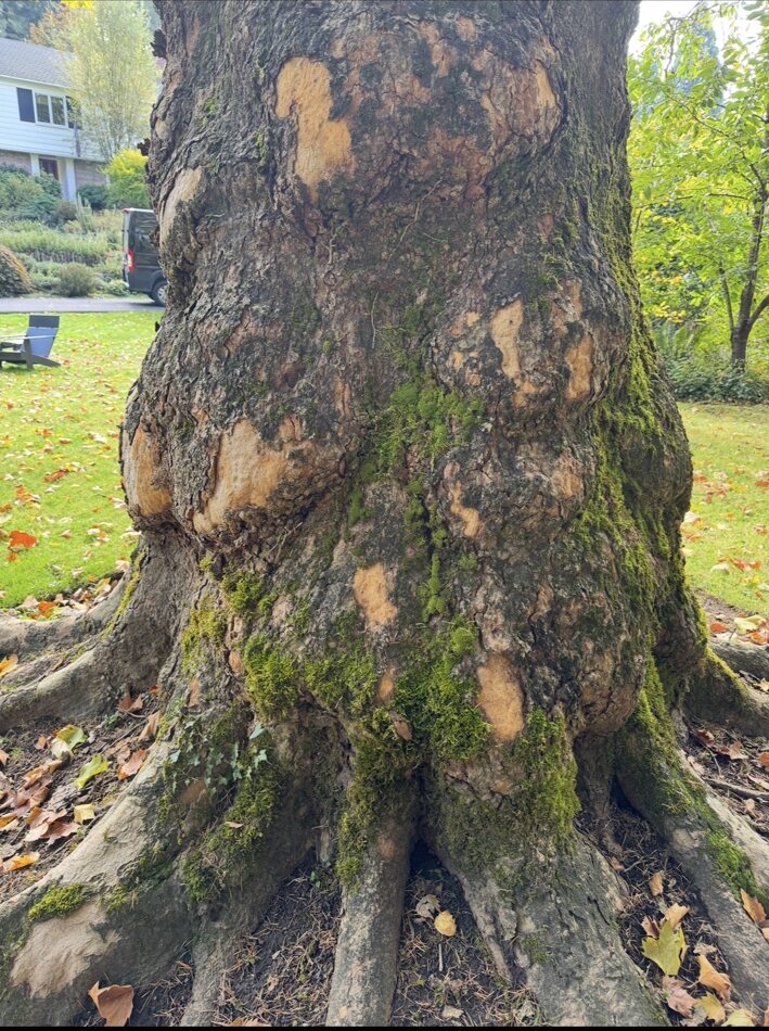 The Hathor tree in Jillian's yard